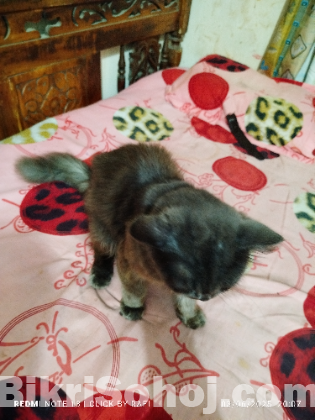 parcian cat